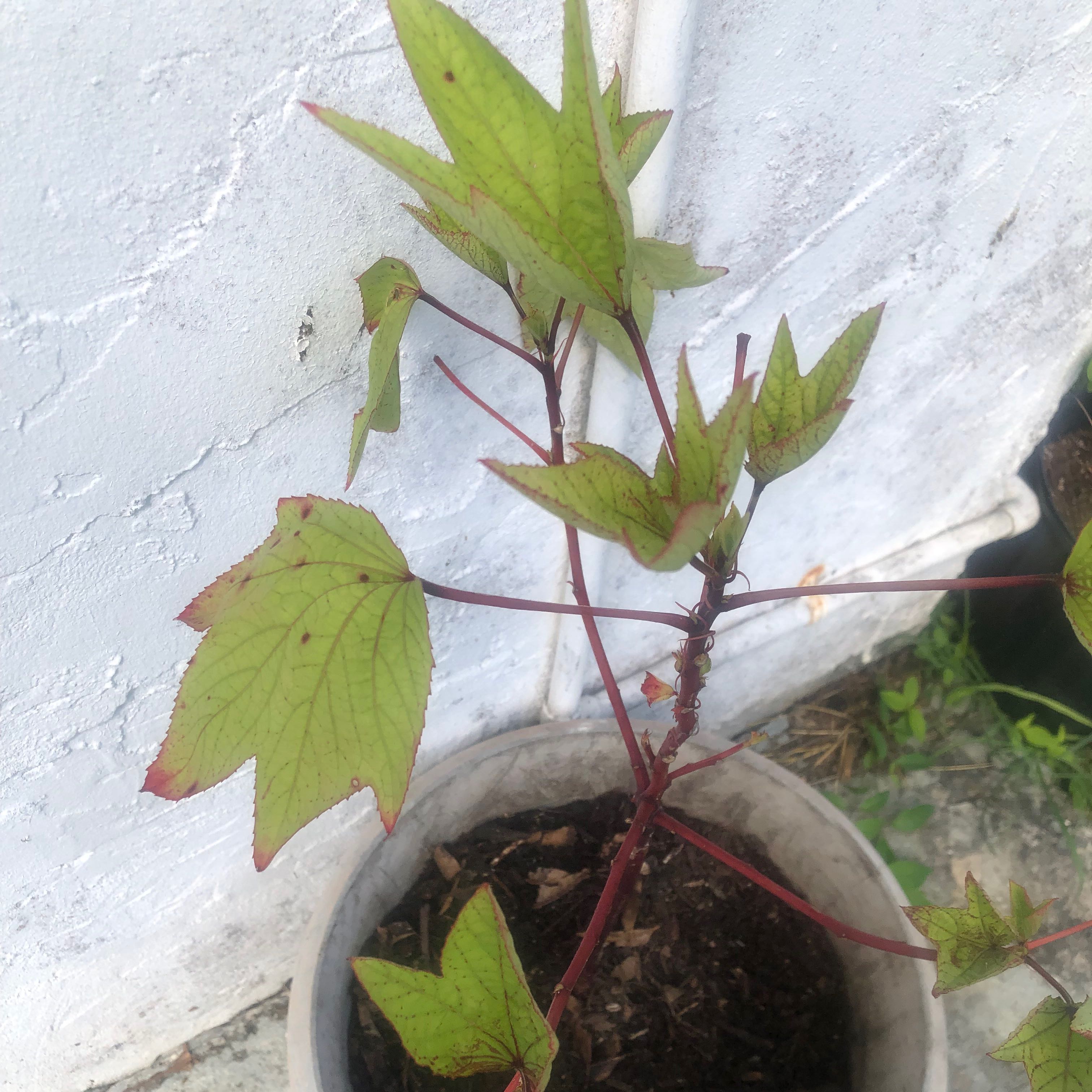Photo of the plant species Roselle by @ProudPeanut36 named Mollie on Greg, the plant care app