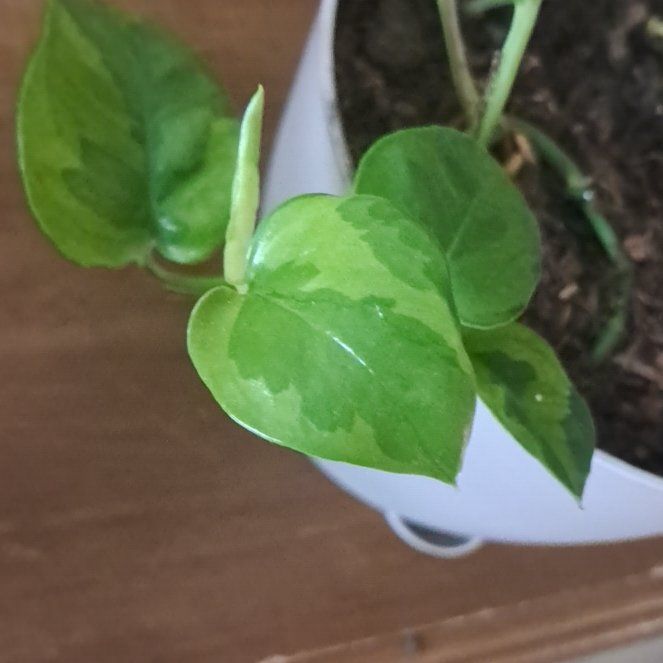 Photo of the plant species Lizard Queen Pothos by @Sharmoll85 named Lizard queen/ lemon meringue, in with global green on Greg, the plant care app