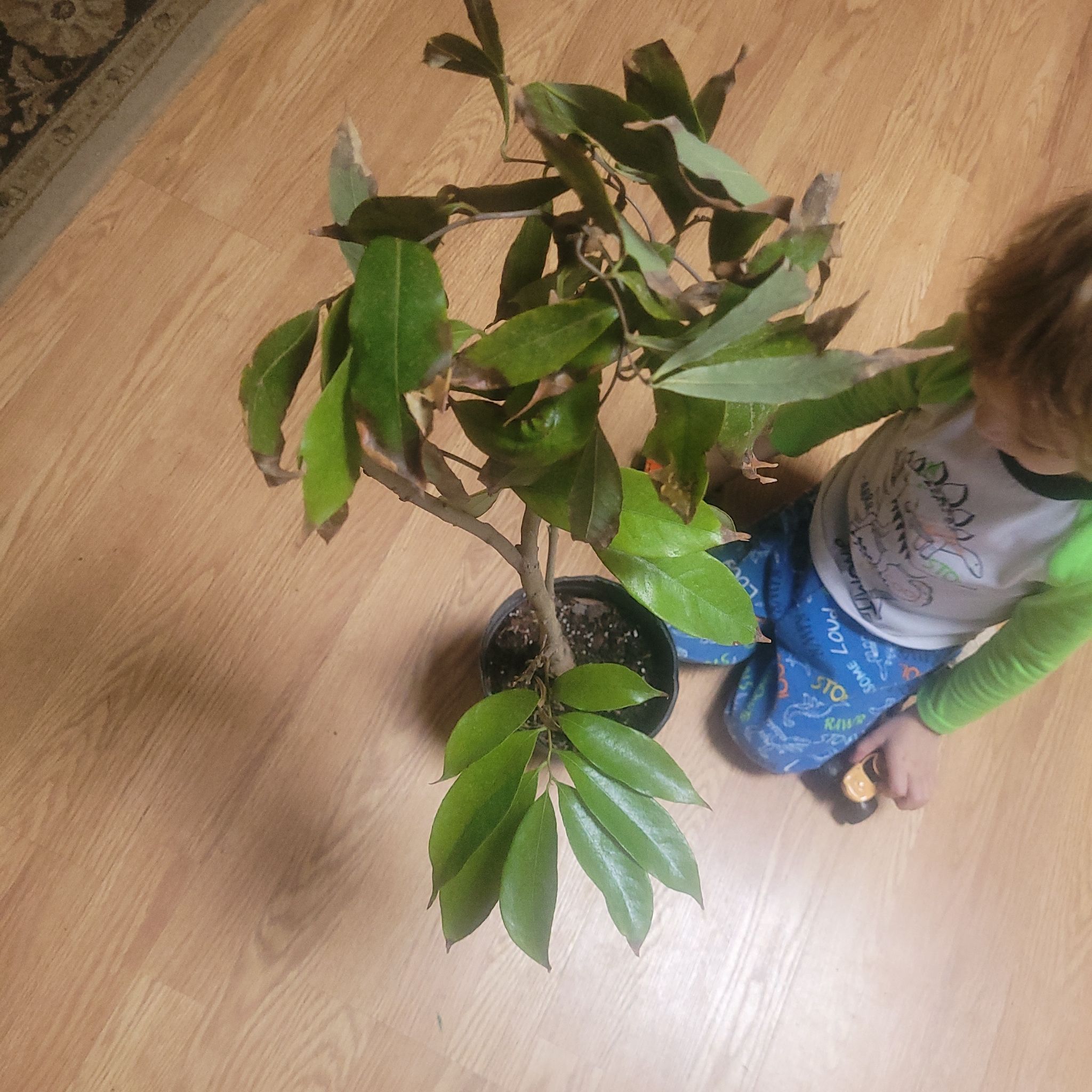Photo of the plant species Sweetheart Lychee Tree by @SilkyPersianivy named Lychee on Greg, the plant care app