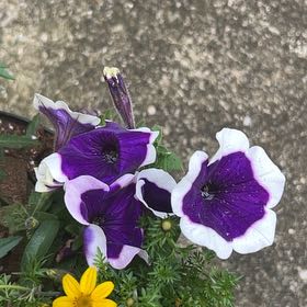 Photo of the plant species Petunia 'Cascadia' by @SurpriseLlavea named Aria on Greg, the plant care app
