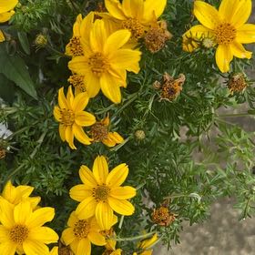 Photo of the plant species Bidens by @SurpriseLlavea named Wall-E on Greg, the plant care app
