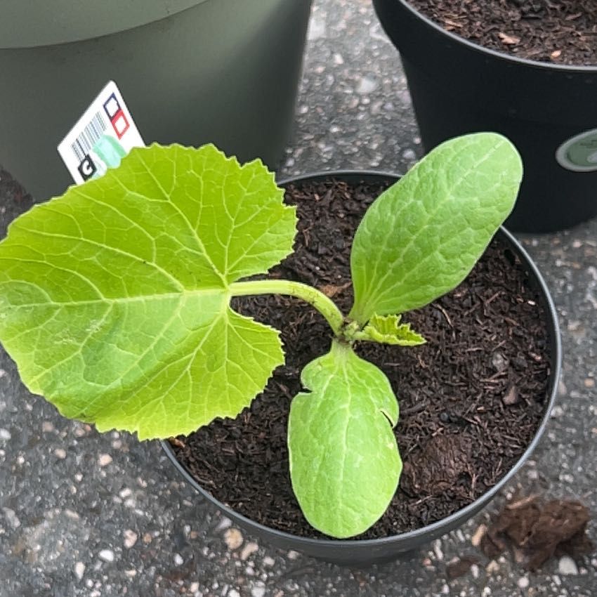 Photo of the plant species Golden Zucchini by @SassyCalethea31 named da Vinci on Greg, the plant care app