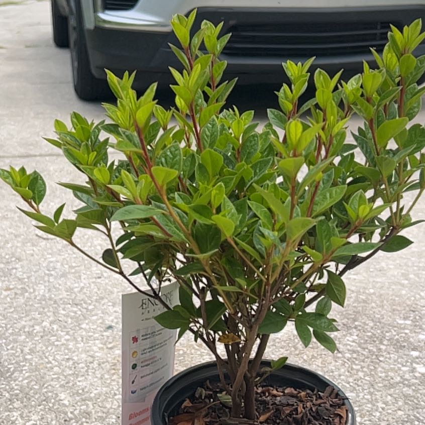 Photo of the plant species Autumn Carnation Azalea by @SteadyGrass96 named Kardashian on Greg, the plant care app