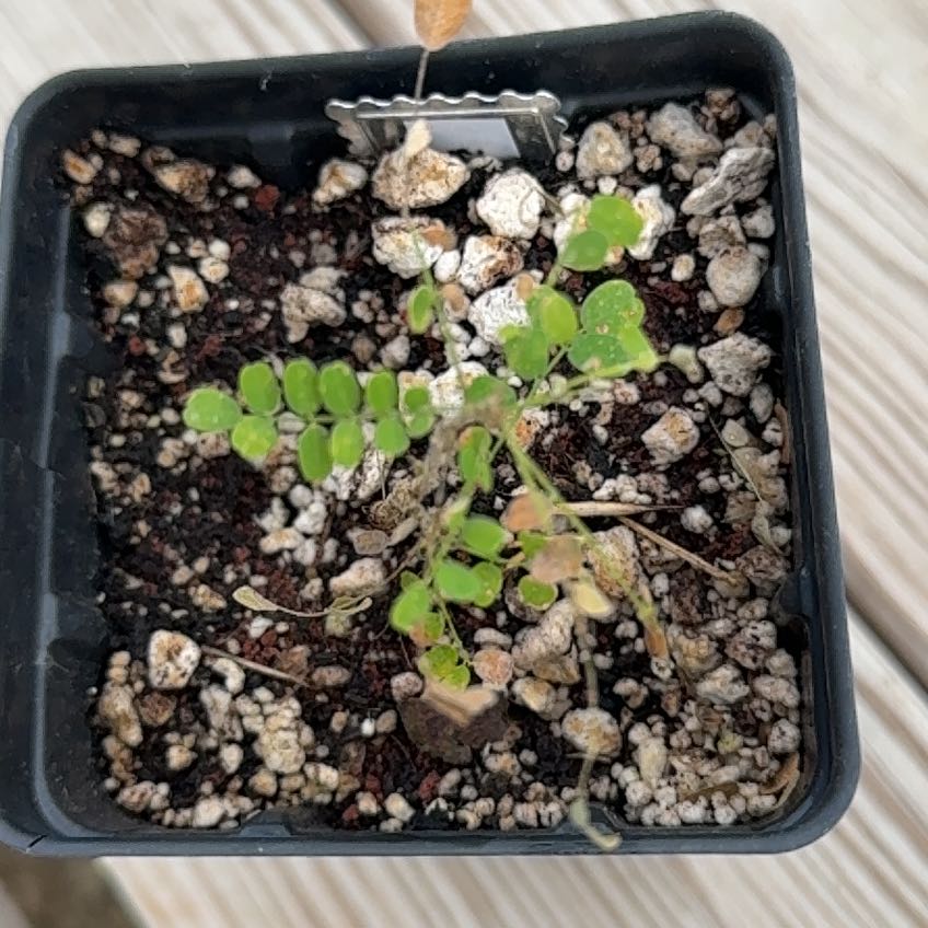 Photo of the plant species Texas Kidneywood by @NaturalBonsai12 named Oscar on Greg, the plant care app