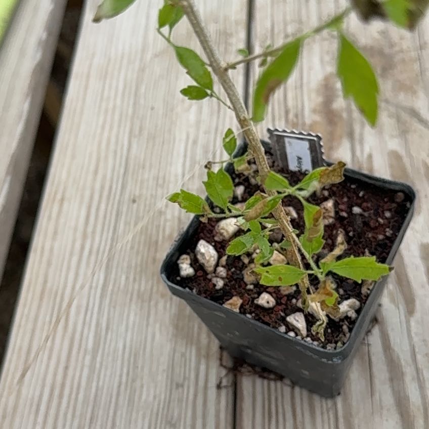 Photo of the plant species Whitebrush by @NaturalBonsai12 named Osmo on Greg, the plant care app