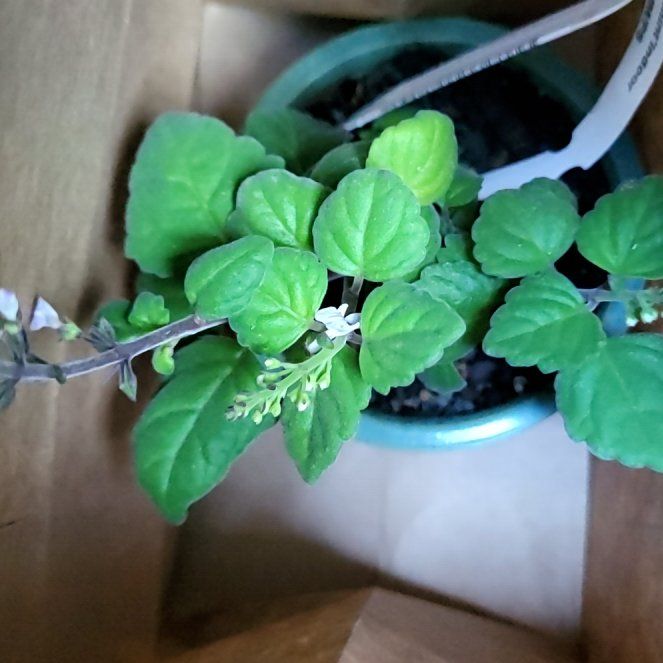 Photo of the plant species Bonsai Mint by @BabyEggplant45 named Xena on Greg, the plant care app