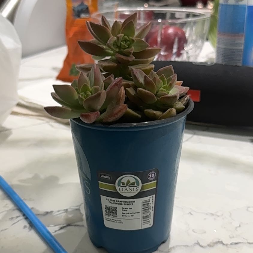 Photo of the plant species succulent by @ManlyDecodon73 named Kylie on Greg, the plant care app