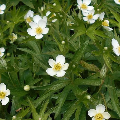 Photo of the plant species Mountain Sandwort by @PoeticWhiterata named Nemo on Greg, the plant care app