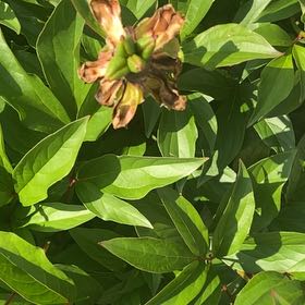 Photo of the plant species Chinese Peony by @HelperChilli4 named Orlando Bloom on Greg, the plant care app