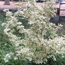 Photo of the plant species Sour Cherry by @HelperChilli4 named Ronaldo on Greg, the plant care app