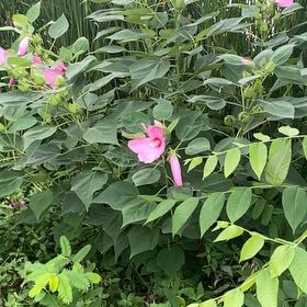 Photo of the plant species Hibiscus Moscheutos by @HelperChilli4 named Zeus on Greg, the plant care app
