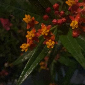 Photo of the plant species Scarlet Milkweed by @HelperChilli4 named Baesil on Greg, the plant care app