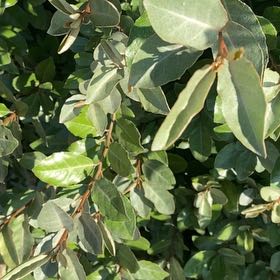 Photo of the plant species Thorny Olive by @HelperChilli4 named Sproutacus on Greg, the plant care app