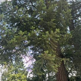 Photo of the plant species Douglas Fir by @GoldDuranta22 named Spike Leaves on Greg, the plant care app