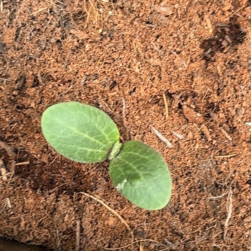 Photo of the plant species Courgette 'Defender' F1 Hybrid by @ProDogrose81 named Captain Plant-it on Greg, the plant care app