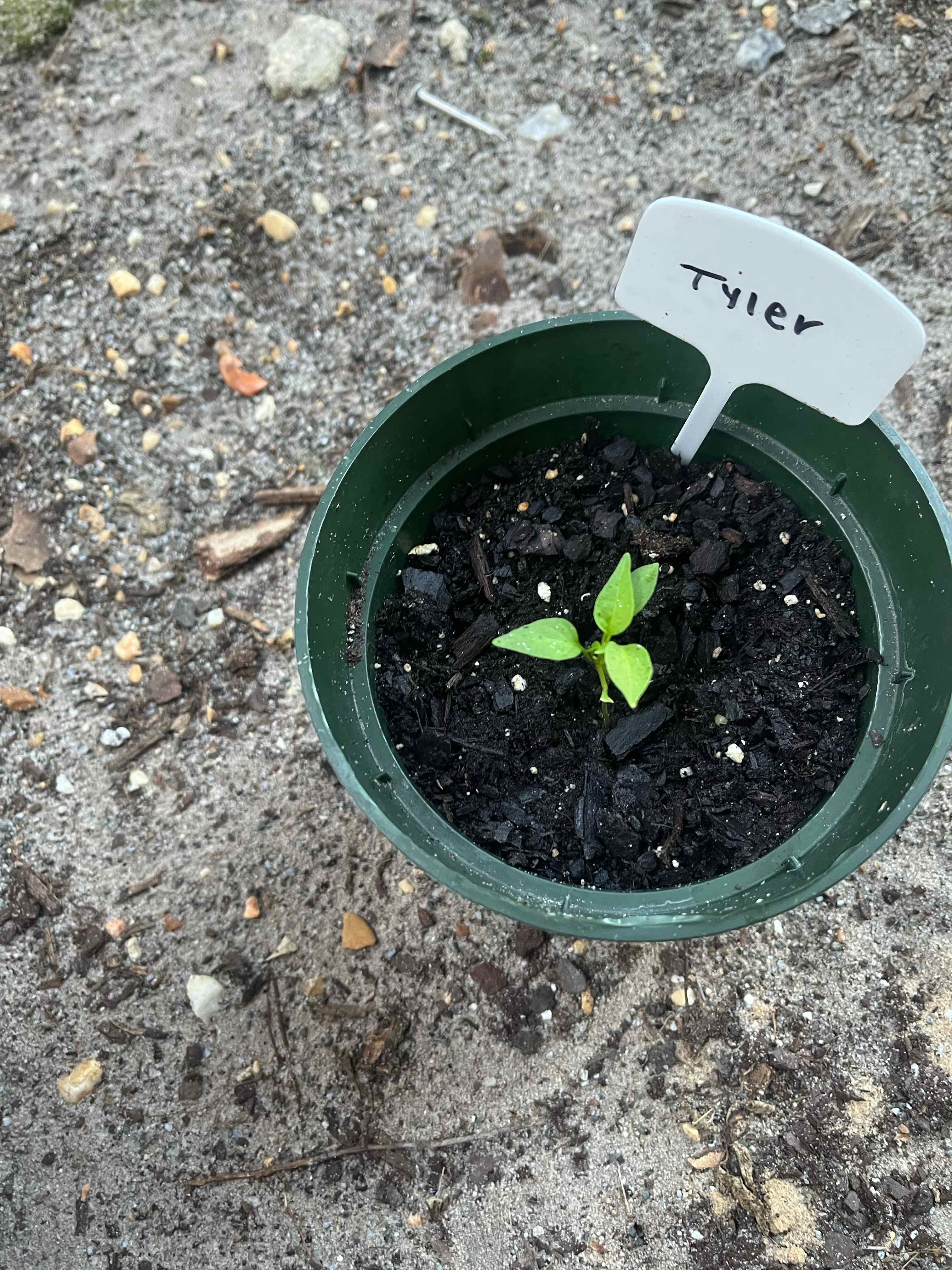 Photo of the plant species Red Pepper Piper by @NewCorkelm25 named Remington on Greg, the plant care app