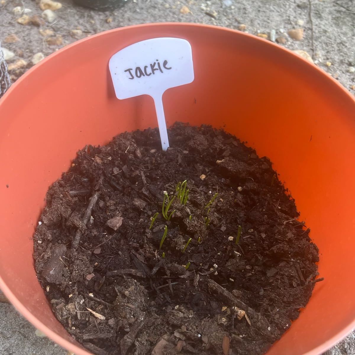 Photo of the plant species Mokum Carrot by @NewCorkelm25 named Orlando Bloom on Greg, the plant care app