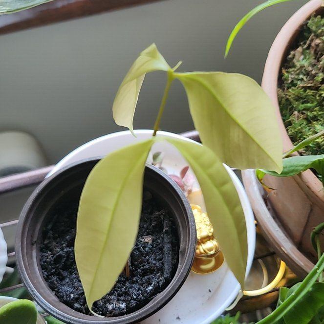 Photo of the plant species Madrono by @FinestKermesoak named Lychee on Greg, the plant care app