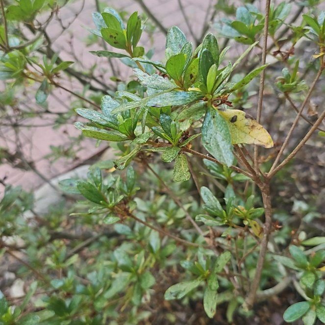 Photo of the plant species Western Azalea by @MasterCanna1 named Keanu Leaves on Greg, the plant care app