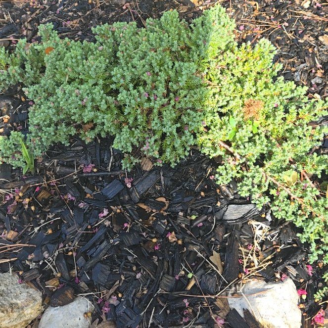 Photo of the plant species Pelargonium alternans by @HonestHoyaburma named Nemo on Greg, the plant care app