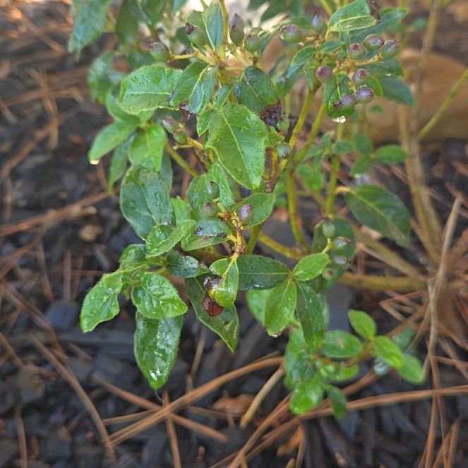Photo of the plant species Viburnum by @HonestHoyaburma named Baesil on Greg, the plant care app