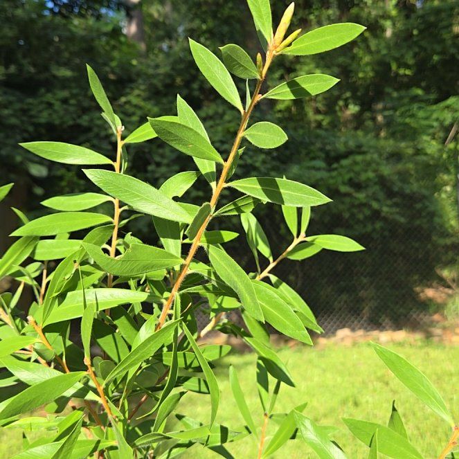 Photo of the plant species Jungle Geranium by @HonestHoyaburma named Plato on Greg, the plant care app