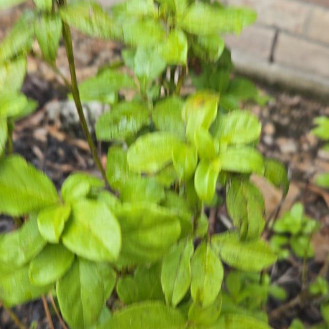 Photo of the plant species Kōhūhū by @HonestHoyaburma named Fernie Mac on Greg, the plant care app