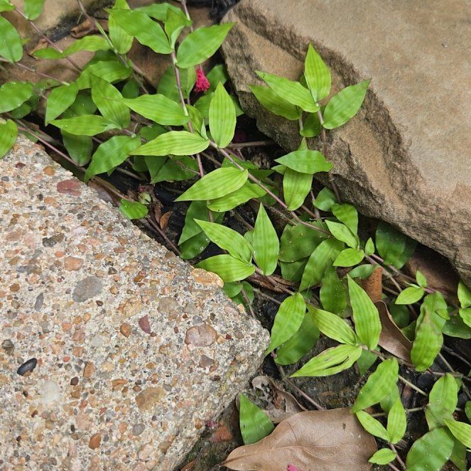 Photo of the plant species Wavyleaf Basketgrass by @HonestHoyaburma named Naomi on Greg, the plant care app