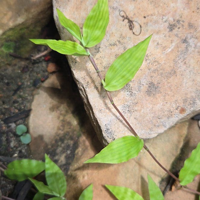 Photo of the plant species Wavyleaf Basketgrass by @HonestHoyaburma named Wall-E on Greg, the plant care app