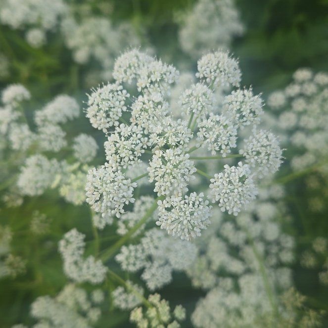 Photo of the plant species Water Dropwort by @CivilizedMoss41 named Walt on Greg, the plant care app