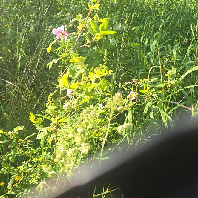 Photo of the plant species Prairie Rose by @CivilizedMoss41 named Madonna on Greg, the plant care app