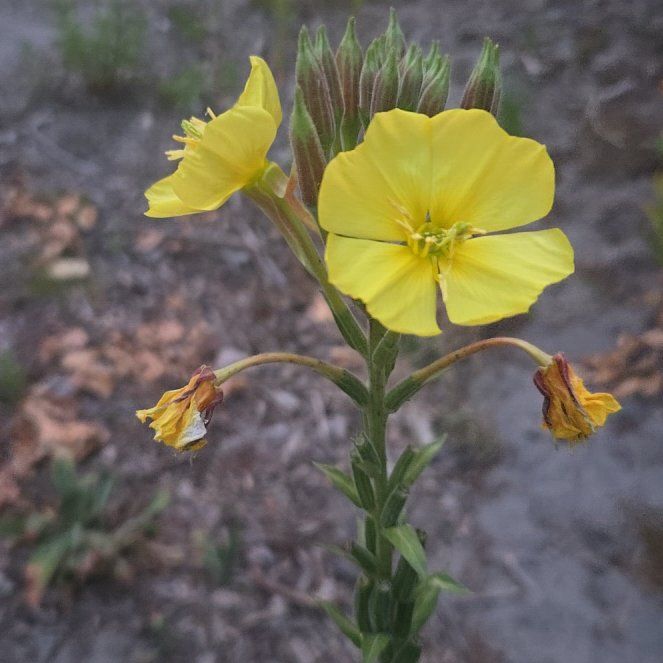 Photo of the plant species Redsepal Evening Primrose by @CivilizedMoss41 named Zeus on Greg, the plant care app