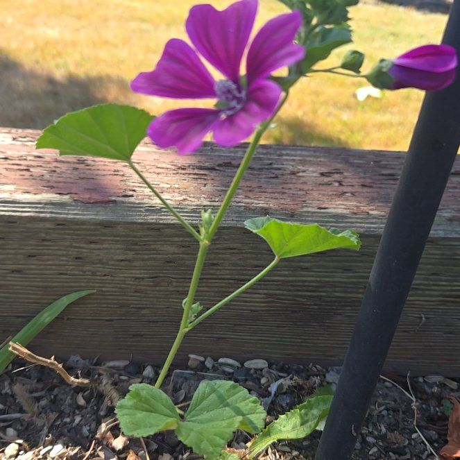 Photo of the plant species High Mallow by @CivilizedMoss41 named Leonardo on Greg, the plant care app