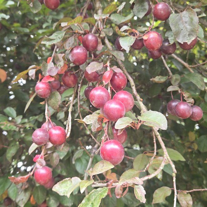 Photo of the plant species Midland Hawthorn by @CivilizedMoss41 named LiloStitch on Greg, the plant care app