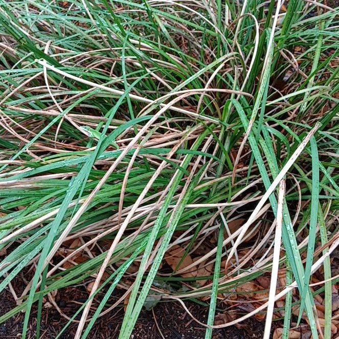 Photo of the plant species Goose Tongue by @FullRedpine50 named Scarlett on Greg, the plant care app