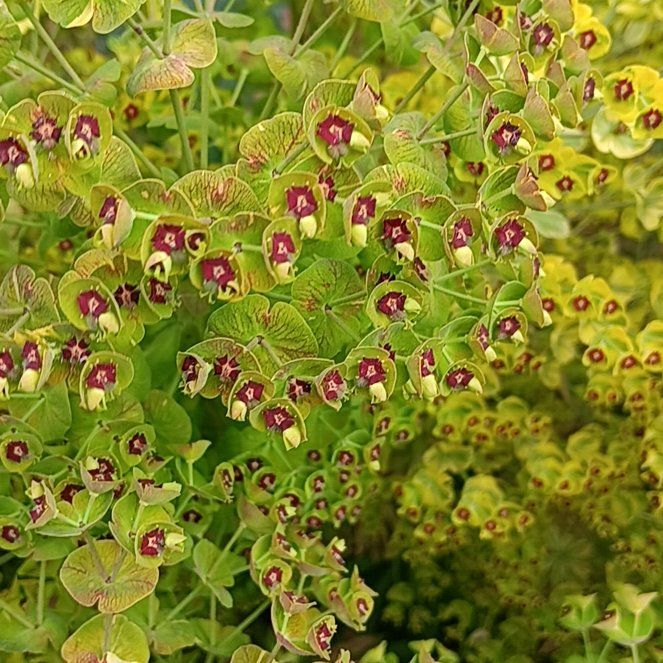 Photo of the plant species Albanian Spurge by @FullRedpine50 named Prince on Greg, the plant care app