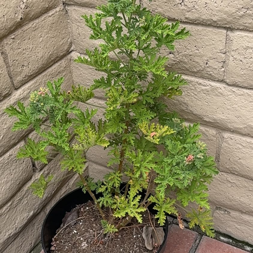 Photo of the plant species Citronella Geranium by @SaviorPecan15 named Citronella on Greg, the plant care app