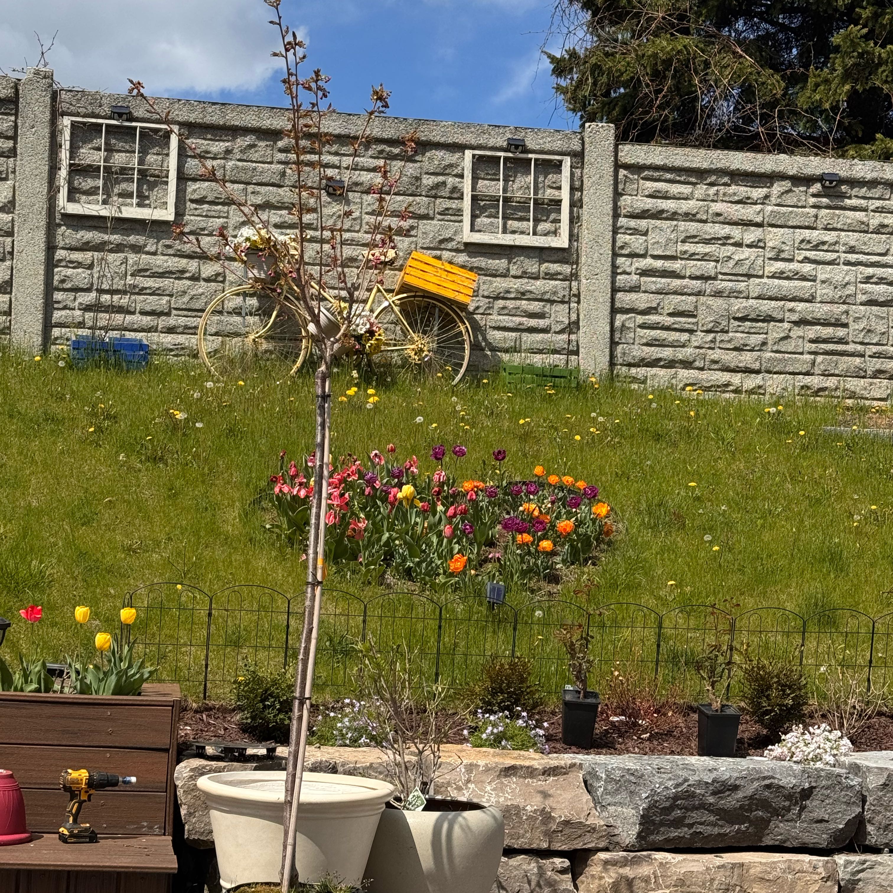 Photo of the plant species Double Cherry Blossom by @SavvyPlanera55 named Kwanzan on Greg, the plant care app