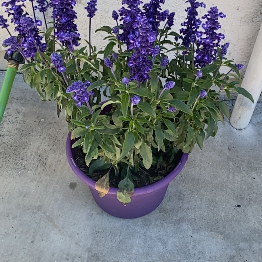 Photo of the plant species Salvia 'Sallyfun' by @ZarfPepino71 named Winston on Greg, the plant care app
