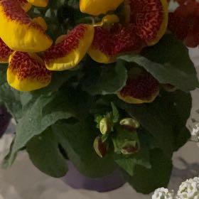Photo of the plant species Gray Calceolaria by @EffectiveBacopa named Winston on Greg, the plant care app