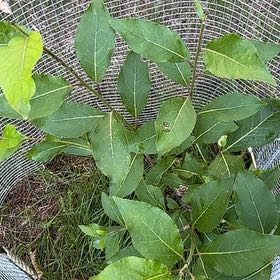 Photo of the plant species Bay Laurel by @PeacefulApricot named Hemingway on Greg, the plant care app