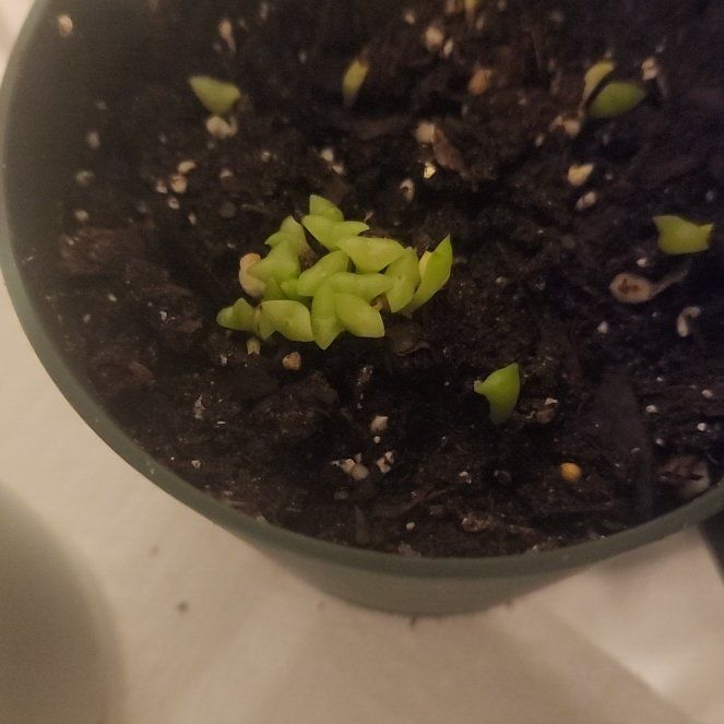 Photo of the plant species Miniature Joshua Tree by @ProudRye77 named Marilyn on Greg, the plant care app