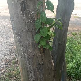 Photo of the plant species Crape Myrtle by @JazzedKlipdagga named Myrtle on Greg, the plant care app