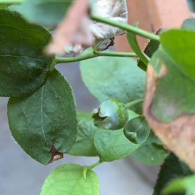 Photo of the plant species European Blueberry by @NobleKowhai87 named Harry on Greg, the plant care app