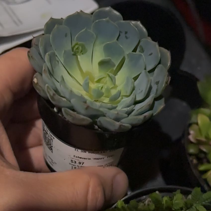 Photo of the plant species Echeveria 'Happy™' by @MeekWaiuatua90 named Kobe on Greg, the plant care app