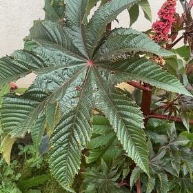 Photo of the plant species Castor Bean by @HeiressNeslia named Coco on Greg, the plant care app