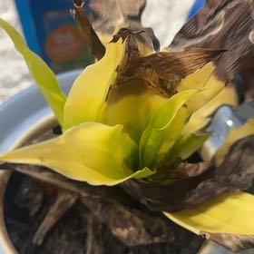 Photo of the plant species Mauritius Hemp by @SoulfullyRimu64 named Maya on Greg, the plant care app