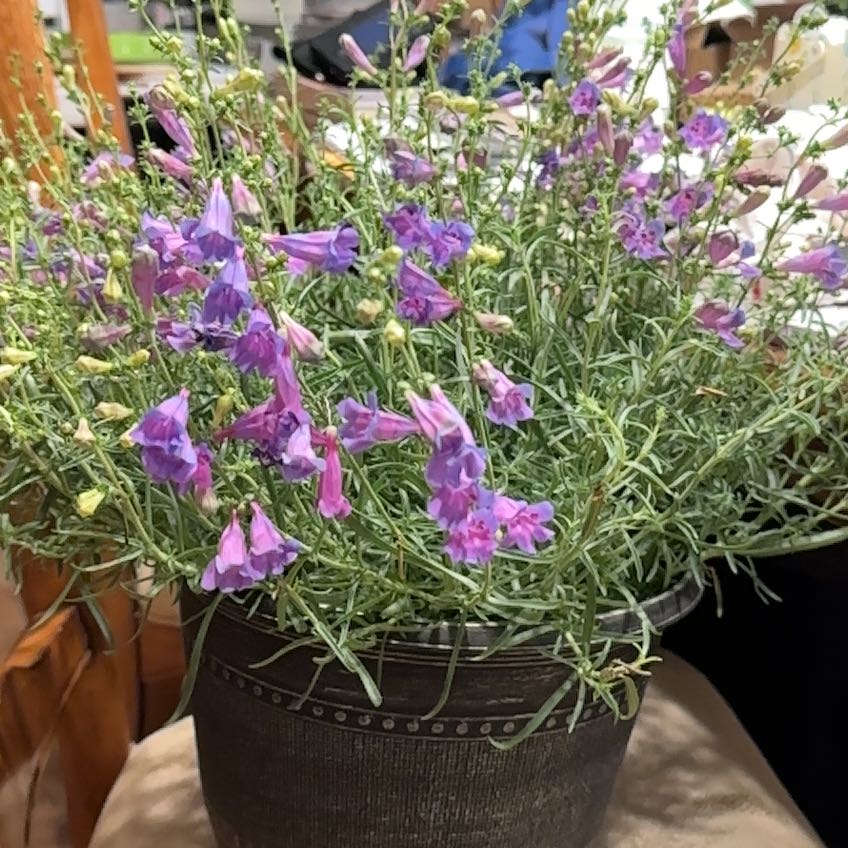 Photo of the plant species Penstemon 'Margarita BOP' by @AceLithop69 named Margie on Greg, the plant care app