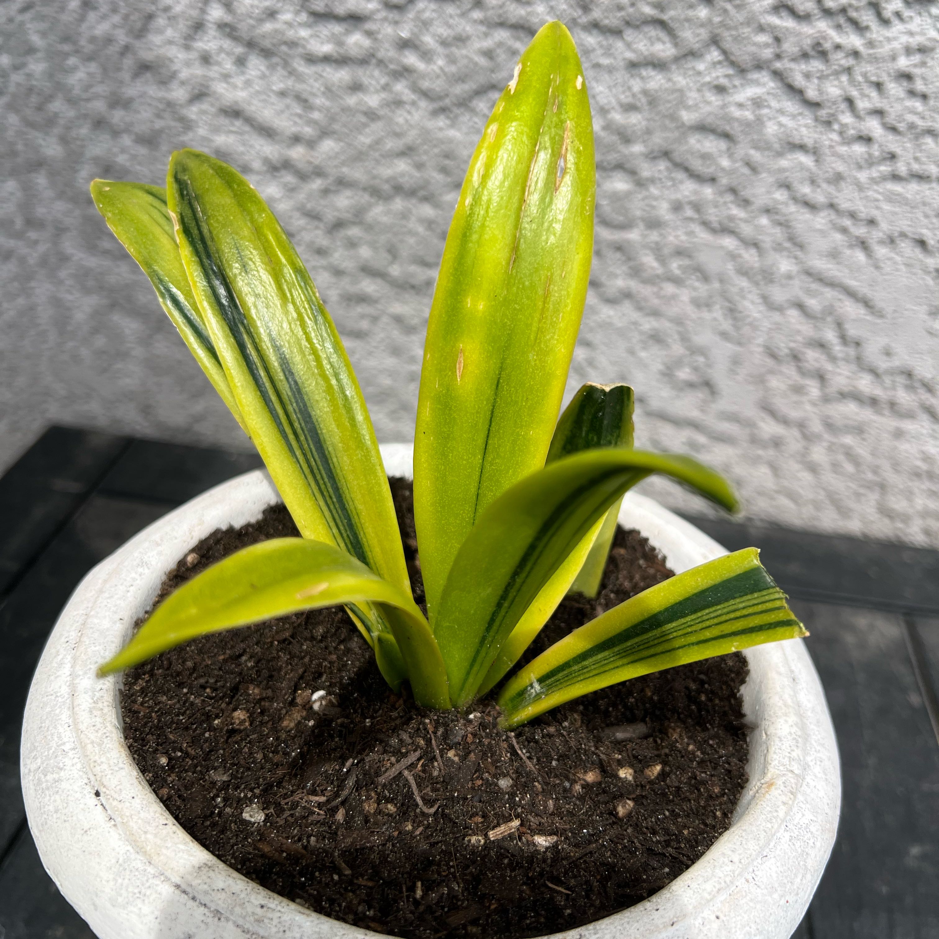 Photo of the plant species Golden Flame Snake Plant by @FamedLoquat70 named Gobi on Greg, the plant care app
