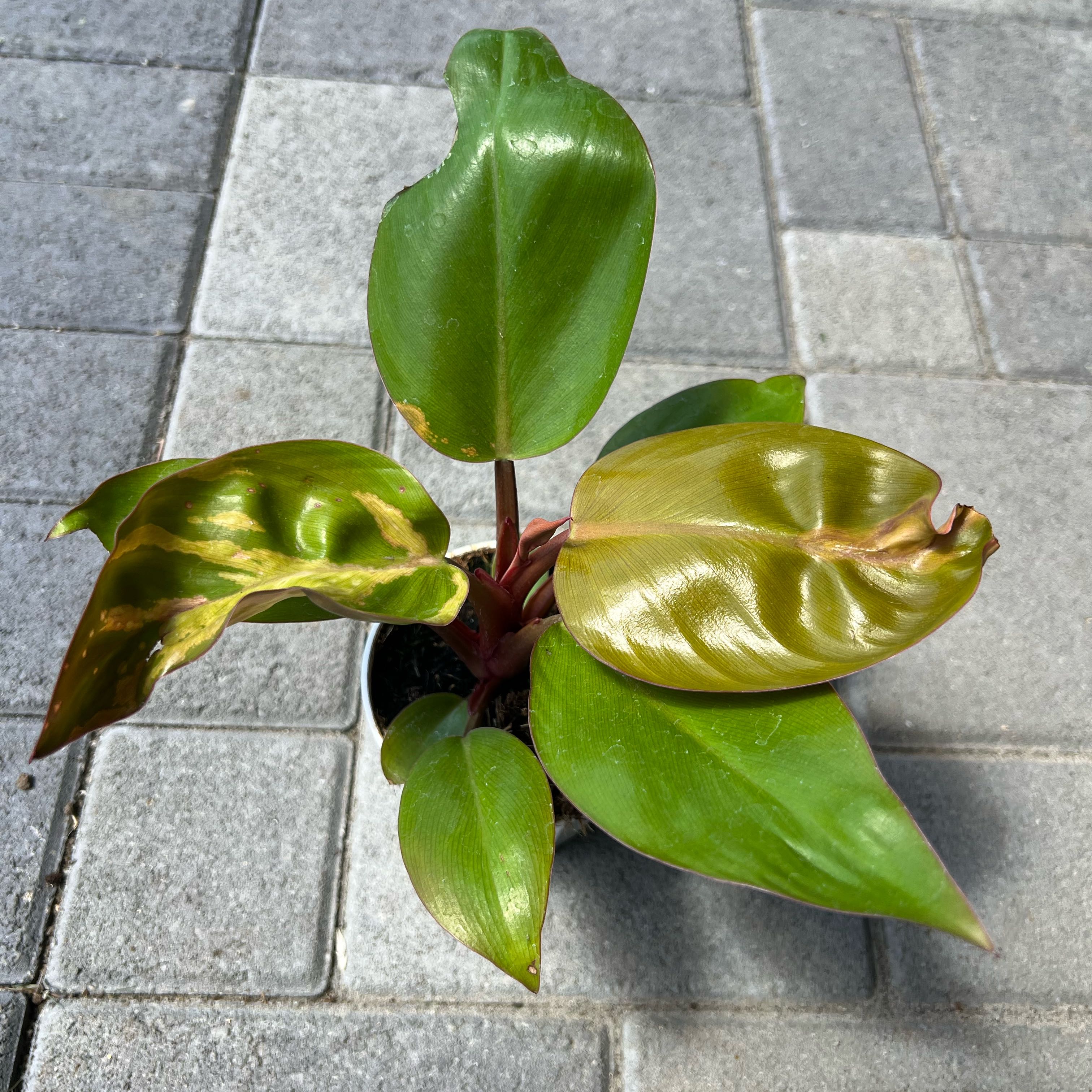 Photo of the plant species Philodendron orange Marmalade by @FamedLoquat70 named da Vinci on Greg, the plant care app
